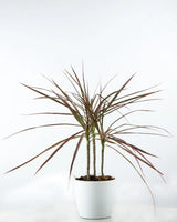 Buy Dracaena Colorama online - Unlimited Greens