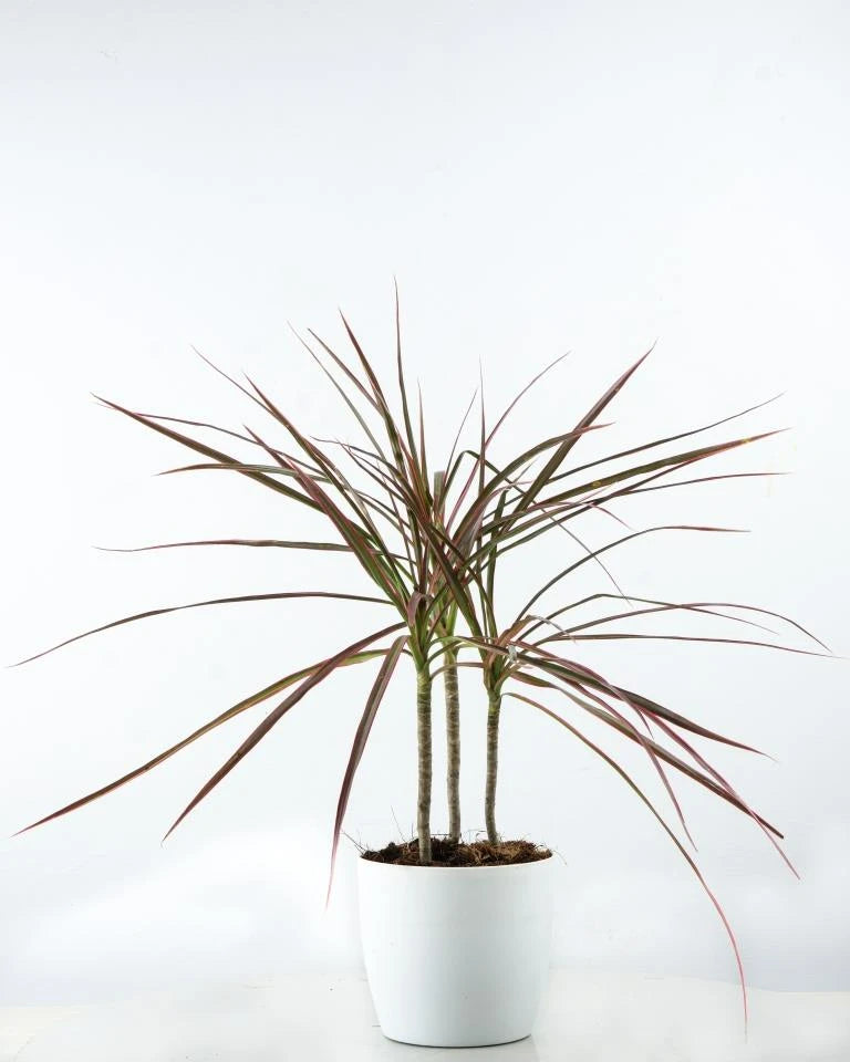 Buy Dracaena Colorama online - Unlimited Greens