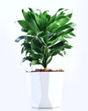 Dracaena Compacta indoor plant, Unlimited Greens