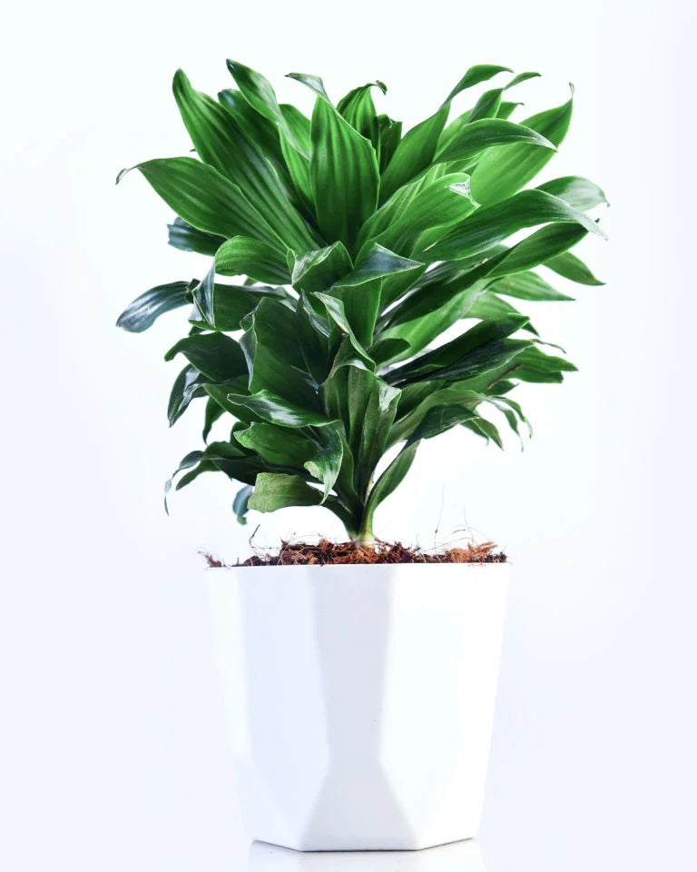Dracaena Compacta indoor plant, Unlimited Greens