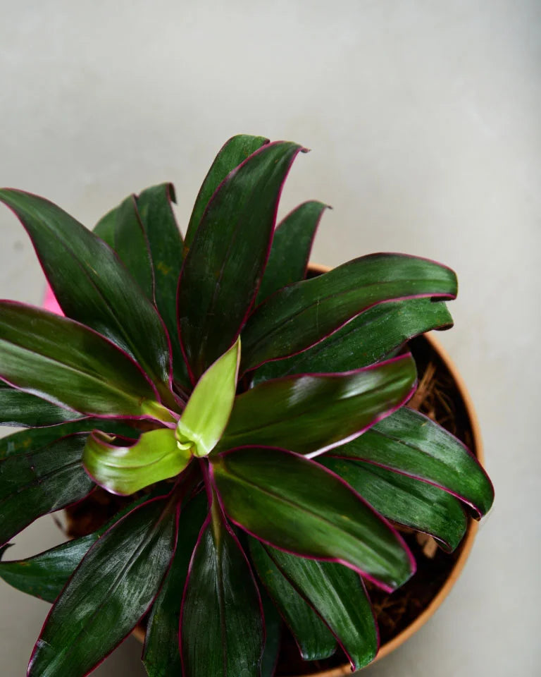 Dracaena Cordyline Dwarf Plant