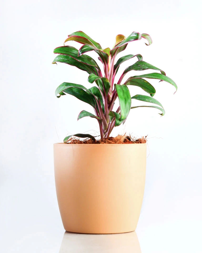 Dracaena Cordyline Dwarf Plant