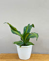 Buy Dracaena Fragrans(Dara Singh)
