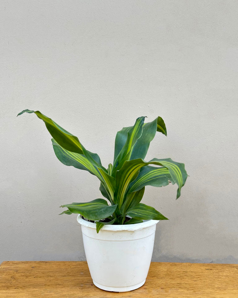 Buy Dracaena Fragrans(Dara Singh)