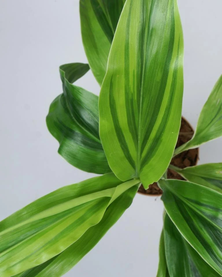 Dracaena Golden Plant