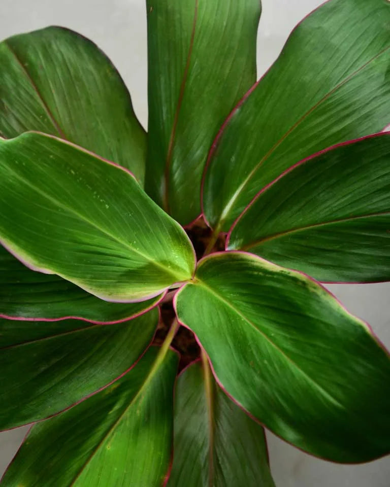 Dracaena kedarnath plant India, Unlimited Greens