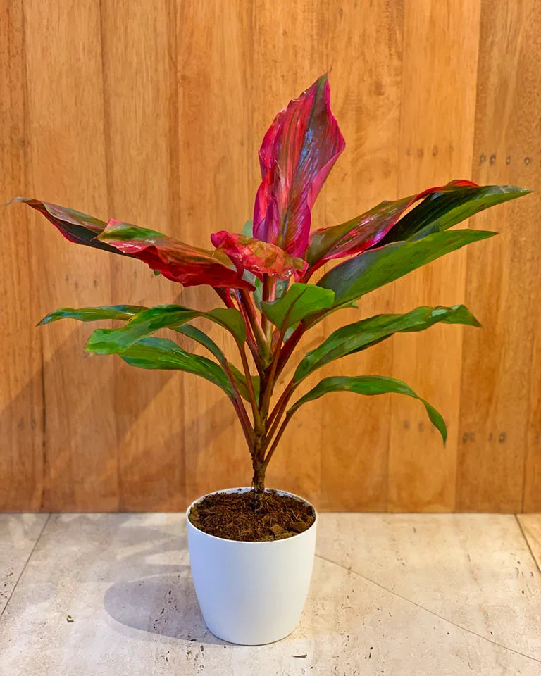 Buy Dracaena Kedarnath online - Unlimited Greens