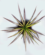 Dracaena Ray of Sunshine plant online Unlimited Greens