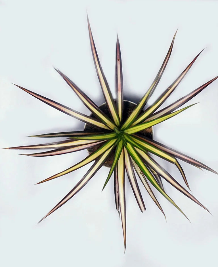 Dracaena Ray of Sunshine plant online Unlimited Greens