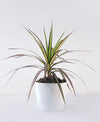 Dracaena Ray of Sunshine online Unlimited Greens