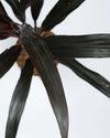 Dracaena Narrow Leaves online - Unlimited Greens
