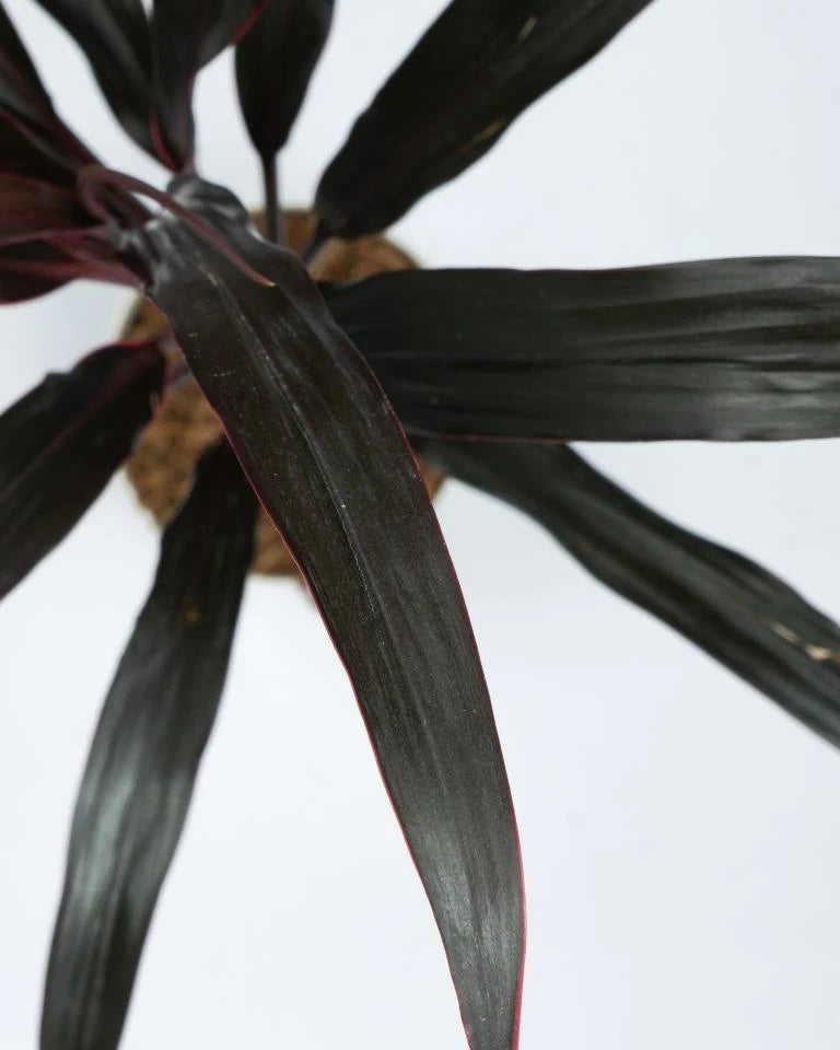 Dracaena Narrow Leaves online - Unlimited Greens
