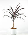 Buy Dracaena Narrow - Leaf Plant Online, Unlimited Greens