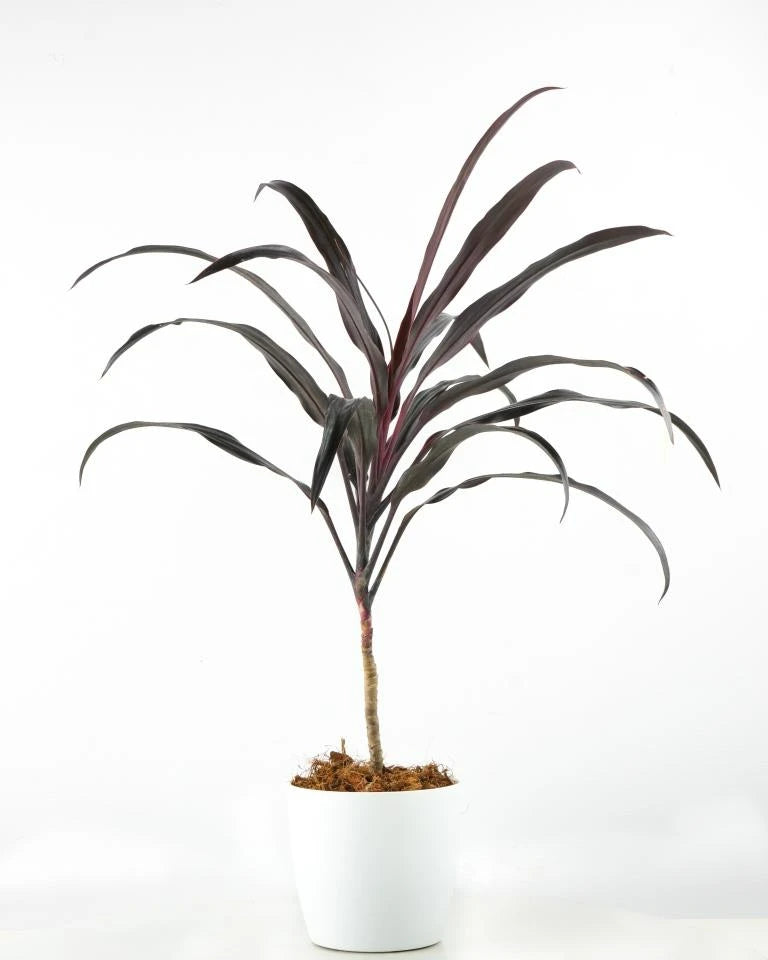 Buy Dracaena Narrow - Leaf Plant Online, Unlimited Greens