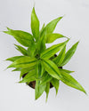 Dracaena Sanderiana gold