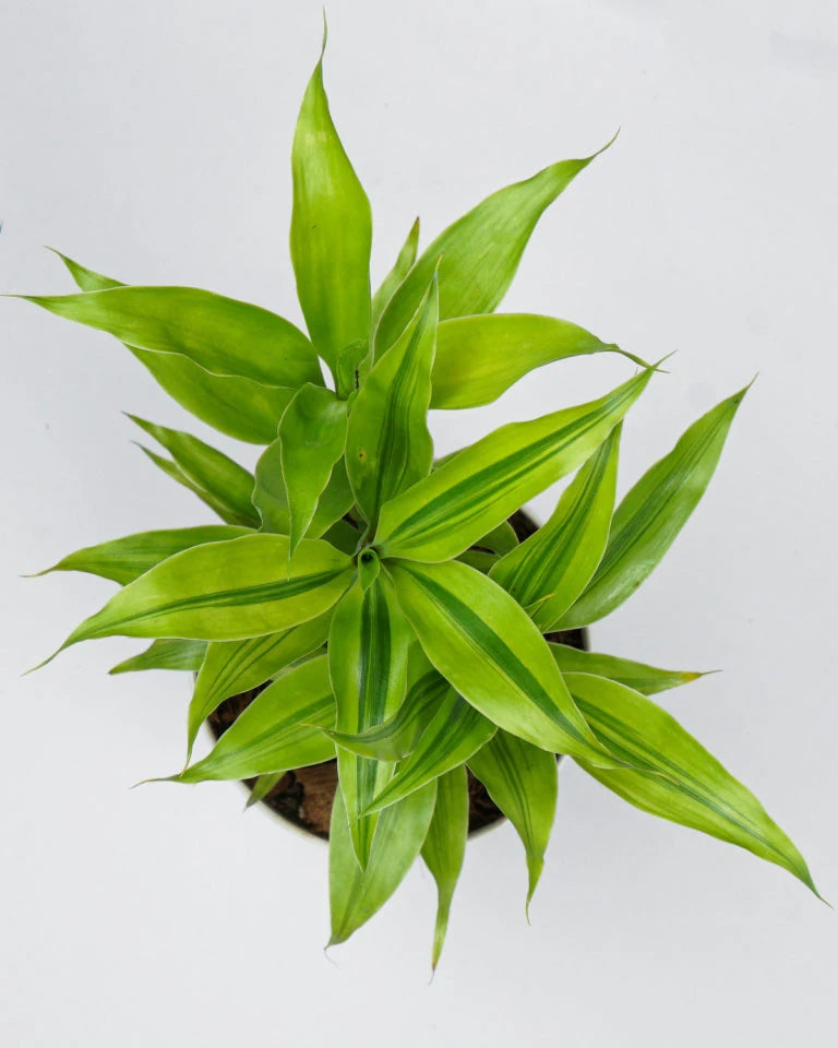 Dracaena Sanderiana gold