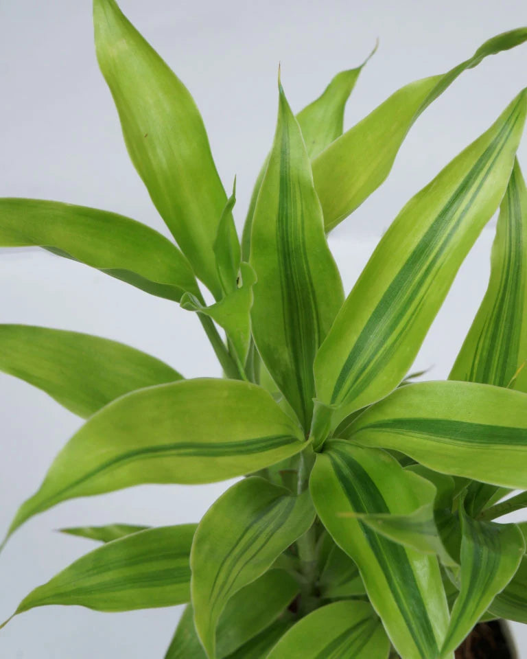 dracaena sanderiana gold care Buy Dracaena Sanderiana Online in India- Unlimited Greens- PAN India Delivery – unlimitedgreens