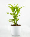 Dracaena Sanderiana Plant Online India 