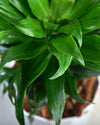 Dracaena compacta care, Unlimited Greens