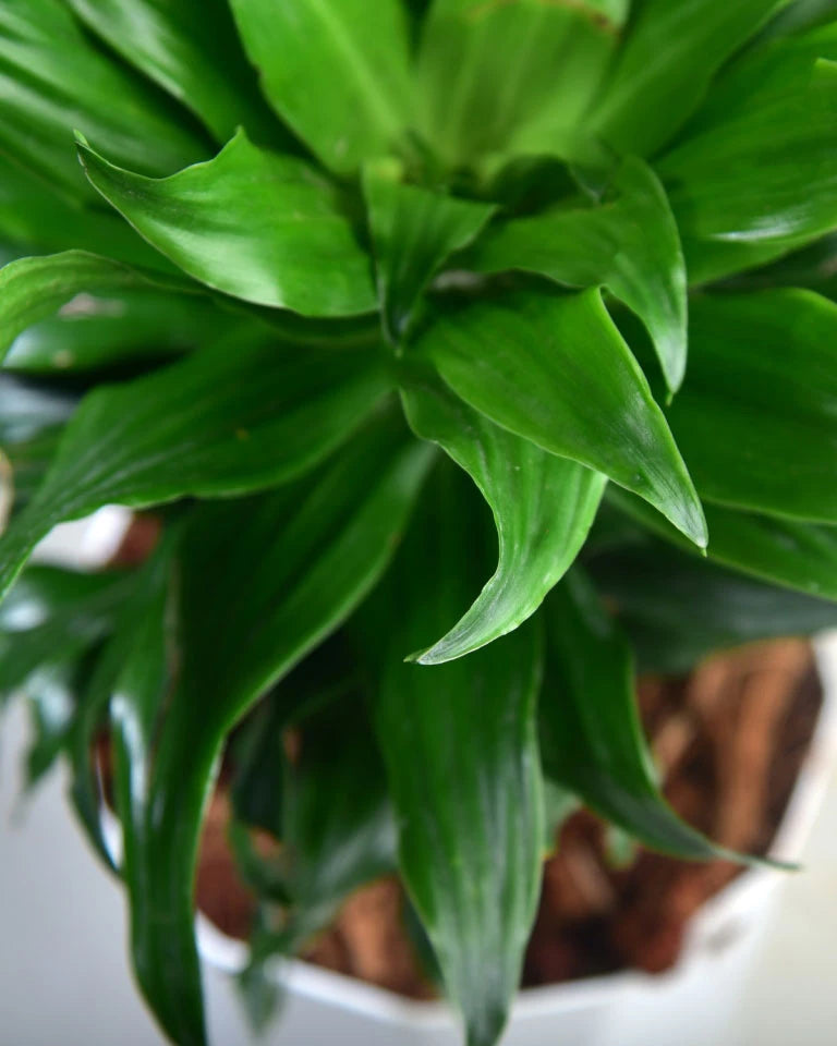 Dracaena compacta care, Unlimited Greens