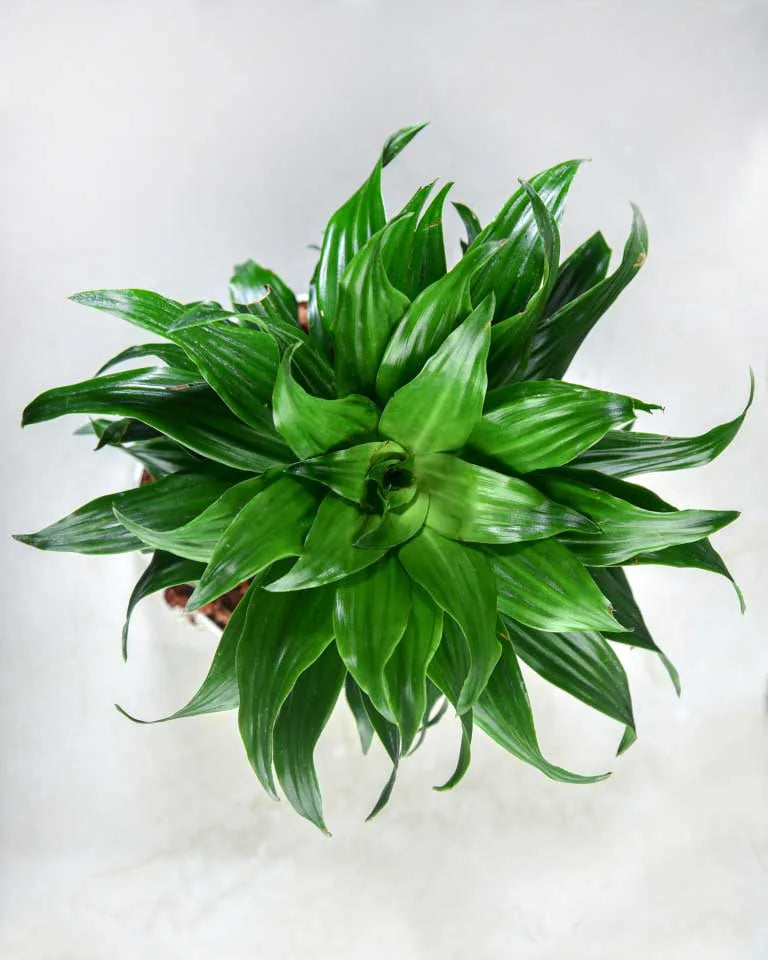 Dracaena Compacta Plant, Unlimited Greens