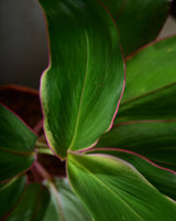 Dracaena kedarnath indoor plant, Unlimited Greens