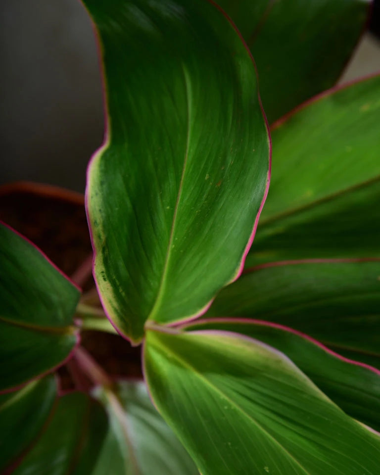 Dracaena kedarnath indoor plant, Unlimited Greens
