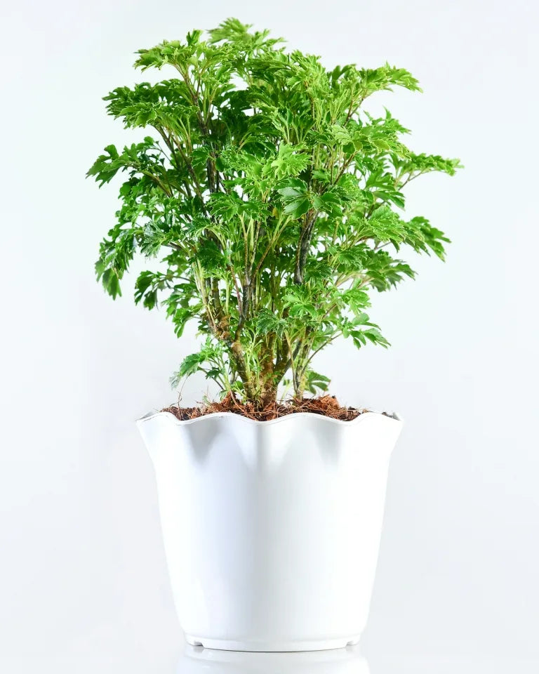 Buy Dwarf Aralia online - Unlimited Greens