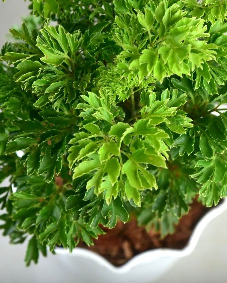 Aralia plant price, Unlimited Greens