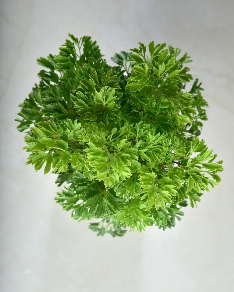 aralia dwarf plant India, Unlimited Greens