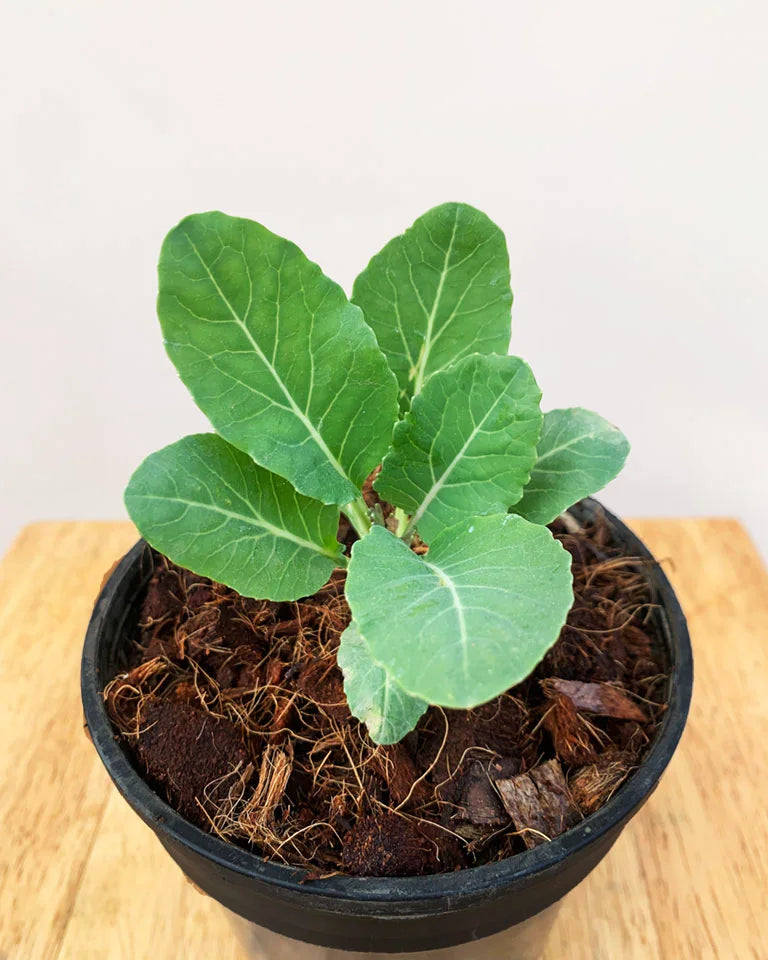 Edible Cauliflower Plant