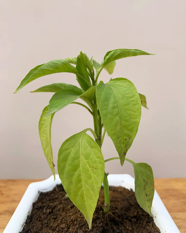 Edible Chili Plant
