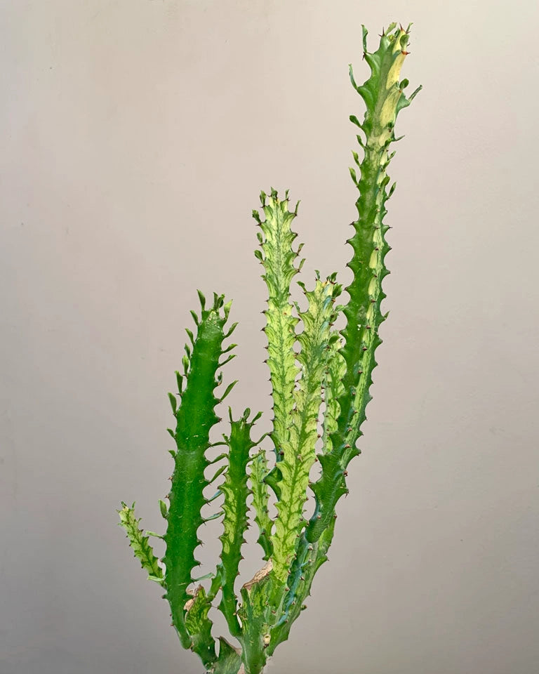 Euphorbia Lactea online, Unlimited Greens