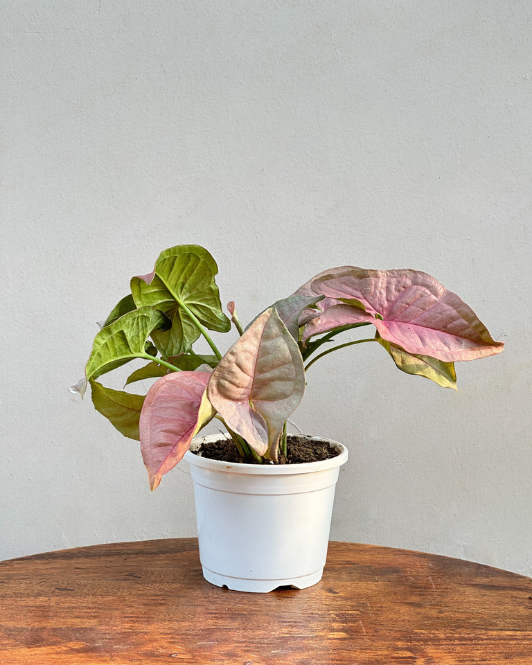Syngonium pink online India