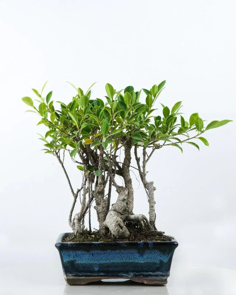 Ficus I Shape (3 in one)