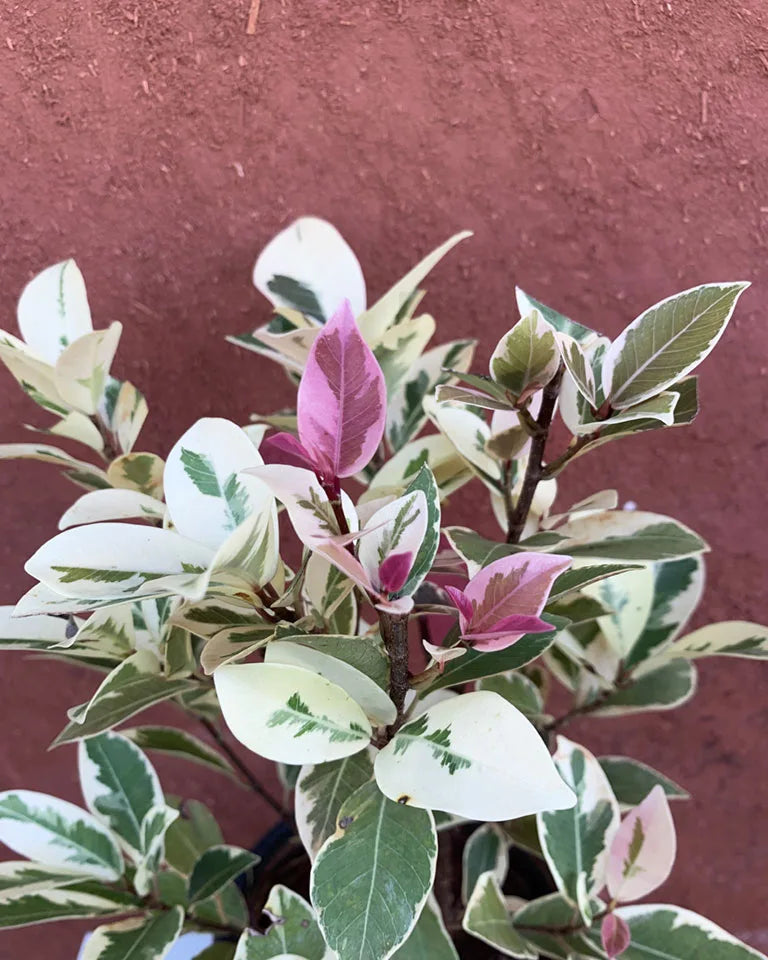 Ficus Safari Pink Leaves