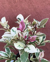 Ficus Safari Pink Leaves