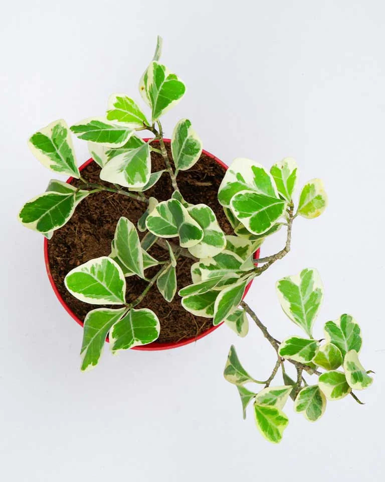 Ficus Triangularis Variegata plant, Unlimited Greens