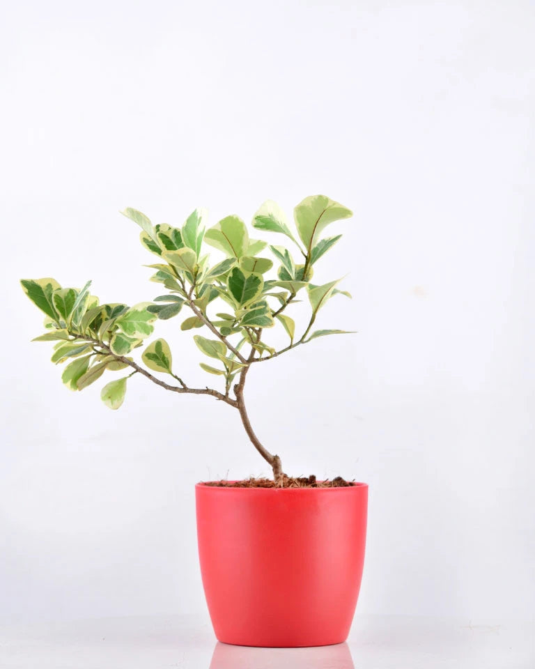 Ficus Triangularis Variegata Plant Online - Unlimited Greens