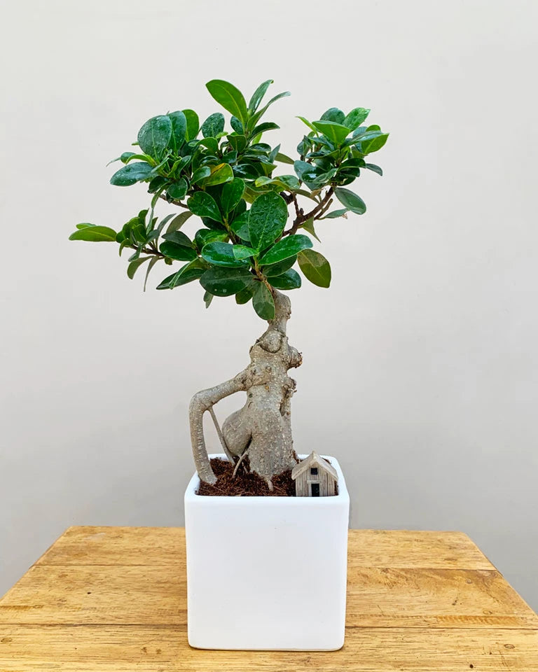 Ficus Bonsai with Miniature