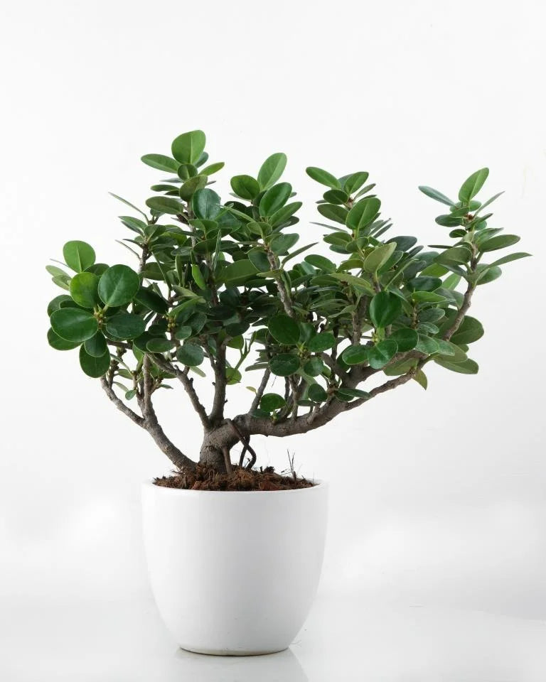 Ficus Compacta Bonsai