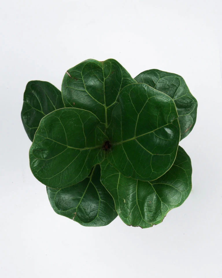 Fiddle-Leaf-Fig