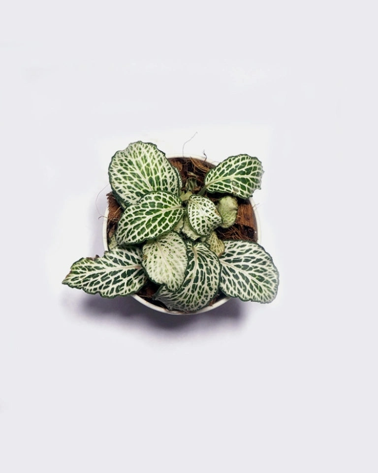 Fittonia flower online Unlimited Greens
