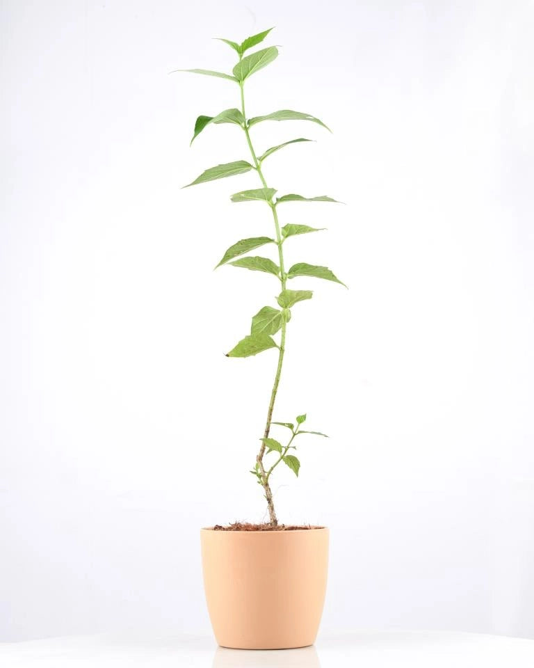 Flower of West Bengal - Harshringar plant, Medicinal Plants online Unlimited Greens