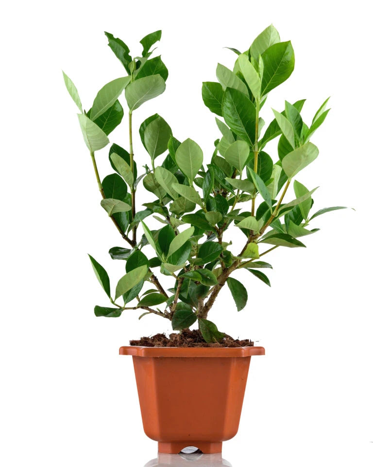 Buy Gardenia Double Scented online - Unlimited Greens