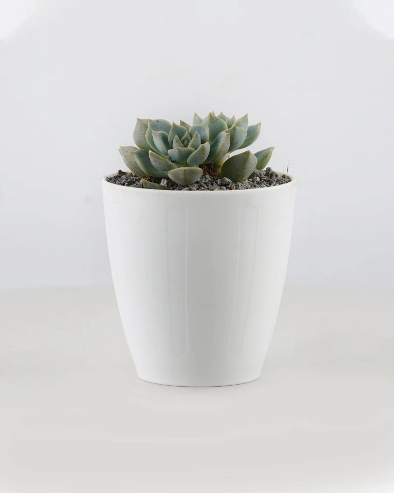 Ghost Plant (small), succulent online India - Unlimited Greens
