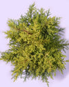 Golden Cypress Plant