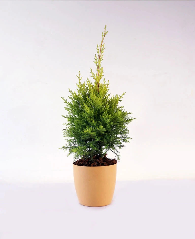 Golden Cypress Plant Unlimited Greens