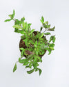 Golden Duranta plant India, Unlimited Greens