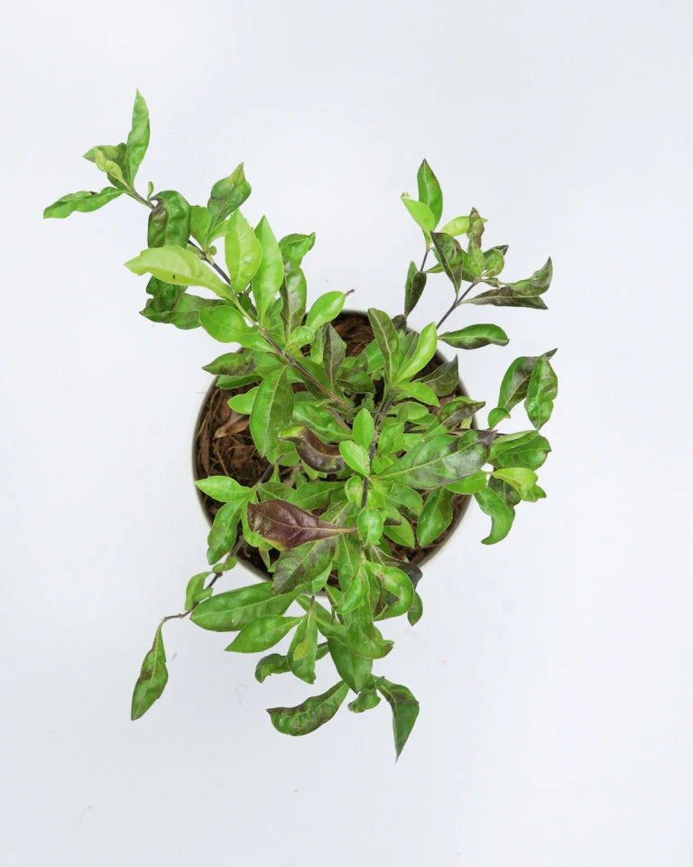 Golden Duranta plant India, Unlimited Greens